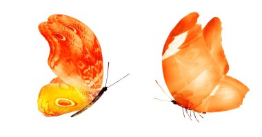 Beyaz arka planda izole edilmiş iki suluboya kelebek. Parlak