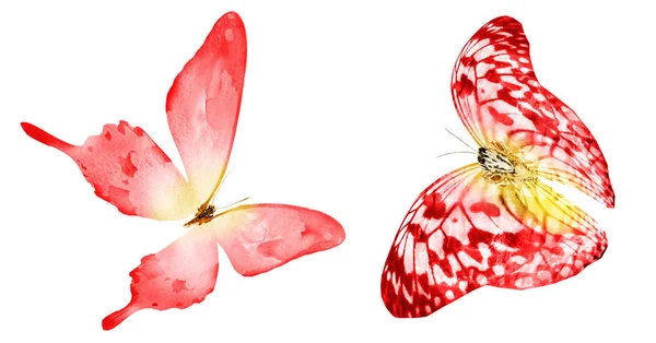 Zwei Aquarell-Schmetterlinge, isoliert auf weißem Hintergrund. brigh — Stockfoto