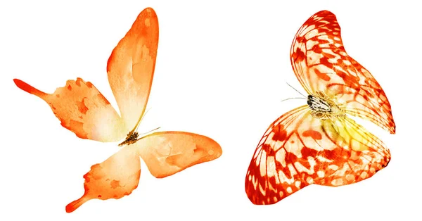 Two watercolor butterflies , isolated on white background. Brigh — Stock Photo, Image