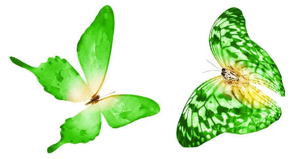 Deux papillons aquarelles, isolés sur fond blanc. Brigh — Photo