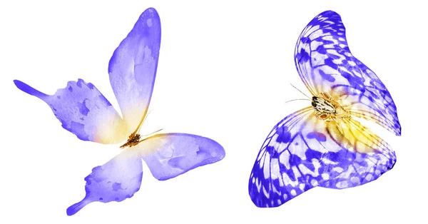 Duas borboletas aquarela, isoladas sobre fundo branco. Brigh... — Fotografia de Stock