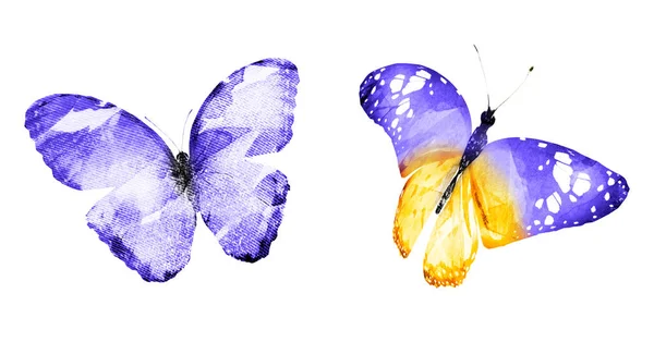 Два метелика з аквареллю, ізольовані на білому тлі. Бріг — стокове фото