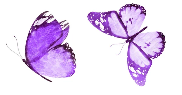 Two watercolor butterflies , isolated on white background — Stock Photo, Image