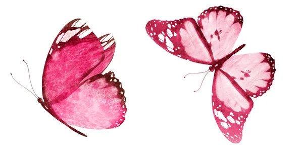 两只水彩蝴蝶，在白色背景下隔离 — 图库照片