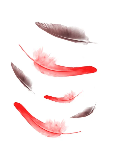 Beautiful color feathers isolated on white background — Stock Photo, Image