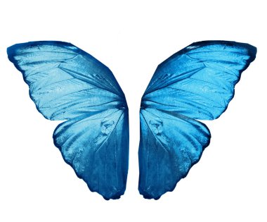 Renk kelebeği, beyaz arkaplanda izole