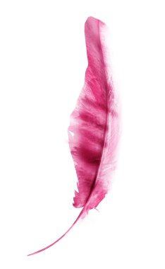 Suluboya tüyleri, beyaz arkaplanda izole