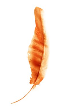 Suluboya tüyleri, beyaz arkaplanda izole