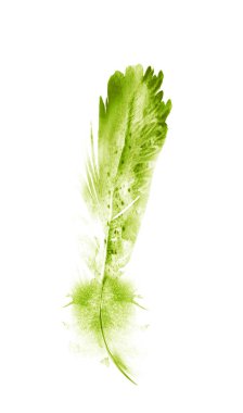 Suluboya tüyleri, beyaz arkaplanda izole