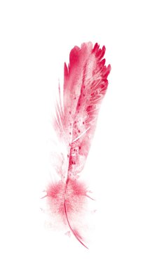 Suluboya tüyleri, beyaz arkaplanda izole