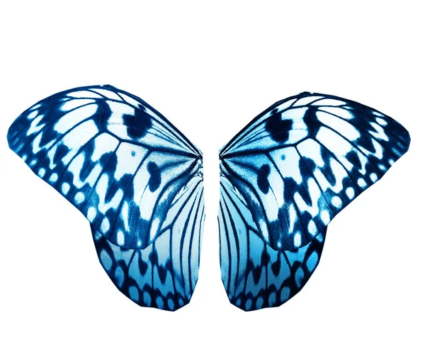 Színes pillangó, elszigetelt fehér háttér — Stock Fotó