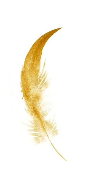 白い背景に隔離された水彩の羽 — ストック写真