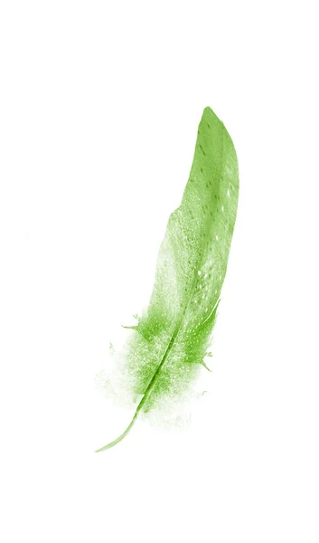 Watercolor feathers, isolated on white background — Stock Photo, Image