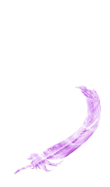 하얀 배경에 고립되어 있는 물색 깃털 — 스톡 사진