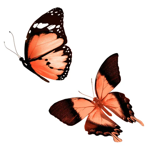 Farve sommerfugle, isoleret på hvid baggrund - Stock-foto