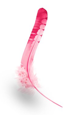 Beyaz arkaplanda izole edilmiş güzel renk tüyü