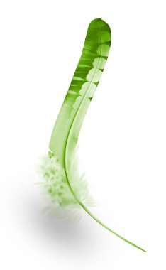 Beyaz arkaplanda izole edilmiş güzel renk tüyü