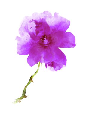 Suluboya çiçeği, beyaz arkaplanda izole
