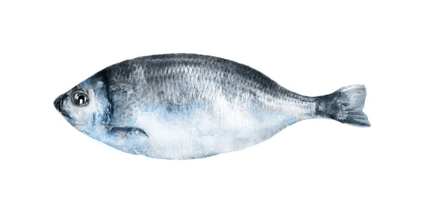 Poisson aquarelle sur fond blanc — Photo