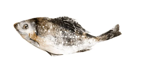 Akwarela ryba na białym tle — Zdjęcie stockowe