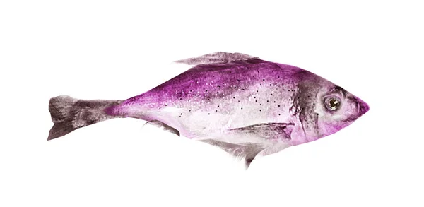 Aquarell Fisch auf weißem Hintergrund — Stockfoto