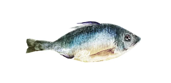 Poisson aquarelle sur fond blanc — Photo