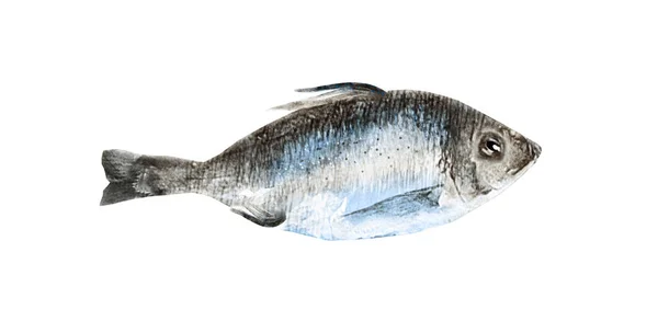 Υδατογραφία ψάρια σε λευκό φόντο — Φωτογραφία Αρχείου