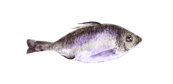 Poisson aquarelle sur fond blanc — Photo