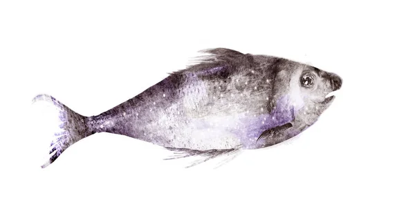 Beyaz arkaplanda suluboya balık — Stok fotoğraf