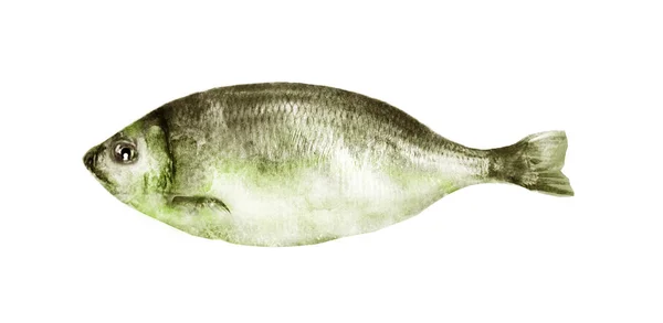 白色底色水彩鱼 — 图库照片