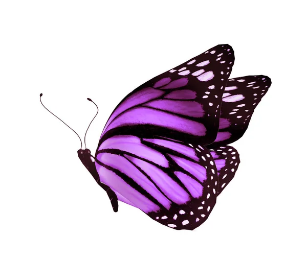 Purple butterfly silhouette Stock Photos, Royalty Free Purple butterfly