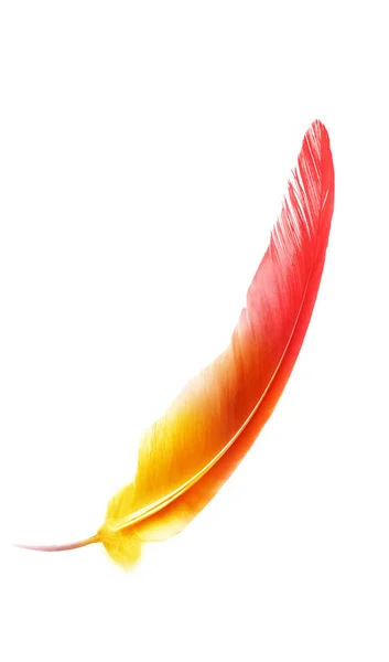 Beautiful color feather isolated on white background — Stock Photo, Image