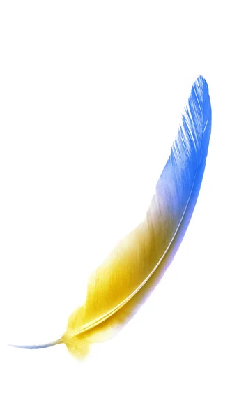 Beyaz arkaplanda izole edilmiş güzel renk tüyü — Stok fotoğraf