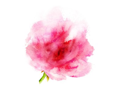 Suluboya çiçeği, beyaz arkaplanda izole