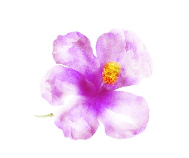 Suluboya çiçeği, beyaz arkaplanda izole