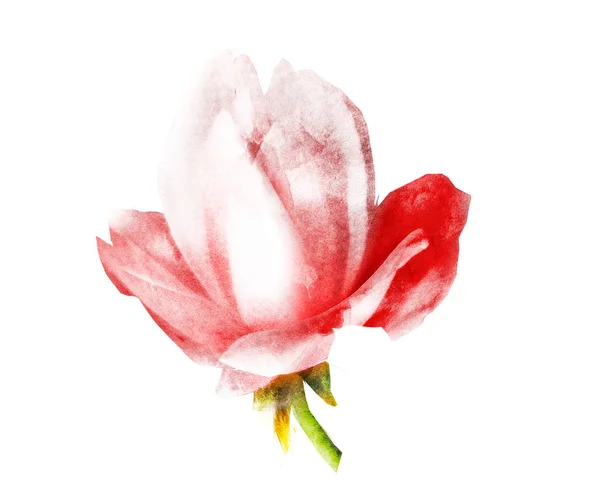 Akvarell virág, elszigetelt fehér háttér — Stock Fotó