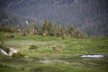 Elks Rocky Dağları Colorado