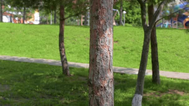 Çocuk Savaşı'nda oynuyor. Yeşil çimenlerin üzerinde oyun. Yaz tatili. — Stok video