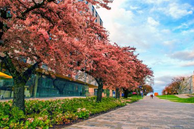 Kiraz ağaçları şehir