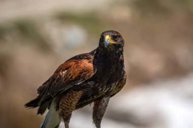 Önden Görünüm Şahin