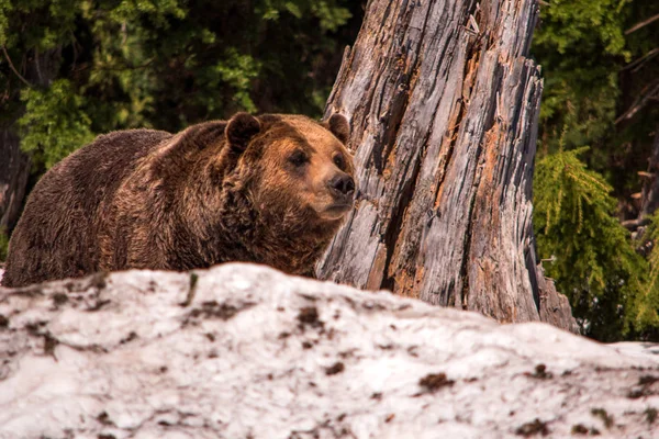 Grizzly Bear on Snow — Stock Photo, Image