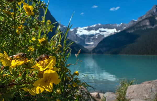 Бджоли в мальовничий вид на Озеро Луїза в Banff Національний парк — стокове фото