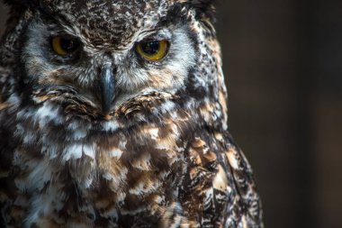 izole kartal baykuş