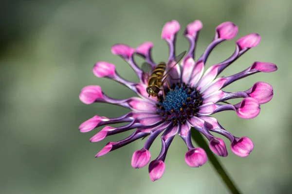 Isolated African Daisy and a bee