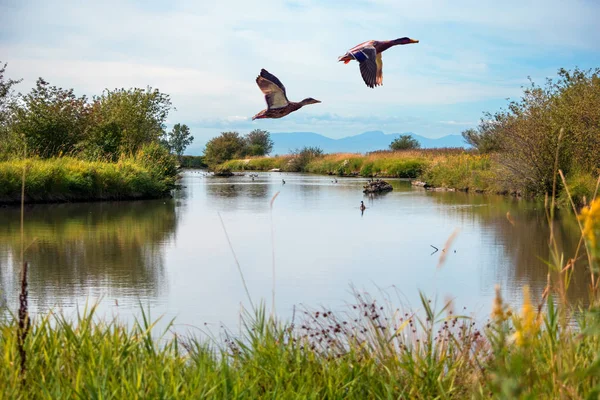 Patos Voando sobre um lago — Fotografia de Stock
