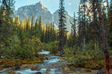 Banff adlı bir ormandaki nehir üzerinden görüntülemek