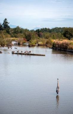 Heron bir Gölde ördekler tam