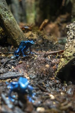 Küçük mavi zehirli kurbağa 