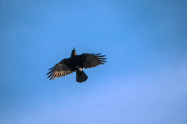 Fliegende Krähe mit gespreizten Flügeln — Stockfoto