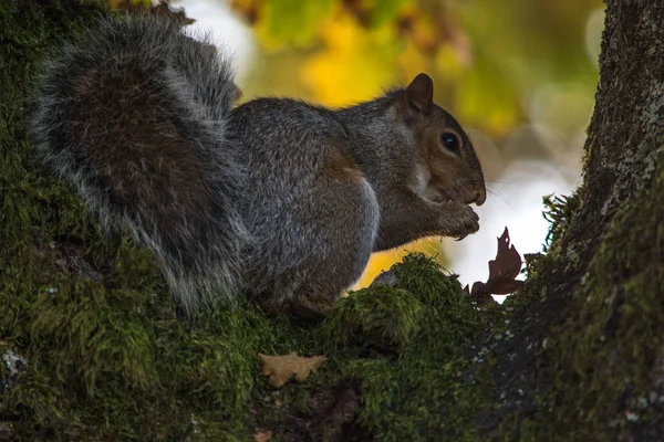 Squirrel eating a nut at a tree — Stock Photo, Image